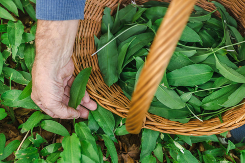 Munich: Healing Power on the Banks of the Isar - Rediscovering the Knowledge of Wild Herbs