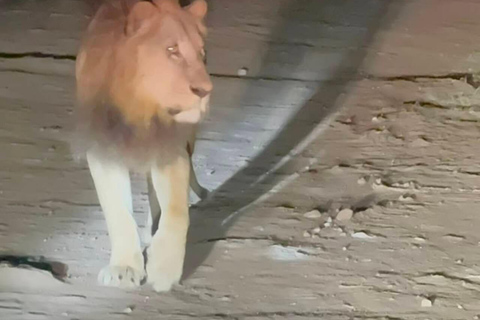 Nairobi National Park Night Safari with Armed Rangers