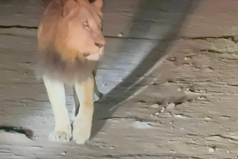 Nairobi National Park Night Safari with Armed Rangers