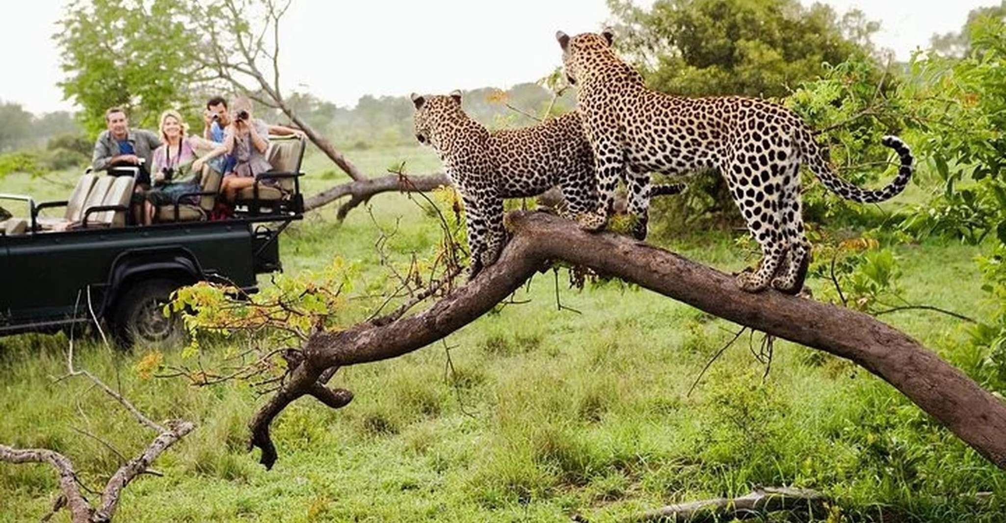 Von Yala ,- Yala National Park Thrilling Halbtages-Safari - Hizvo