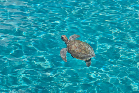 Curacao: Blue Room Cave and Turtles Boat Trip with Pizza