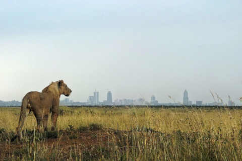 Nairobi mellanlandning till Nairobi nationalpark