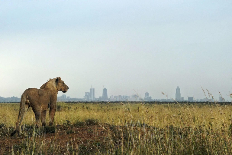 Nairobi tussenstop naar Nairobi Nationaal Park