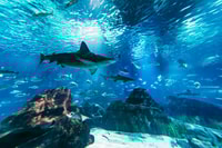 Barcelona Aquarium, Skip-the-Line Admission Ticket - Housity