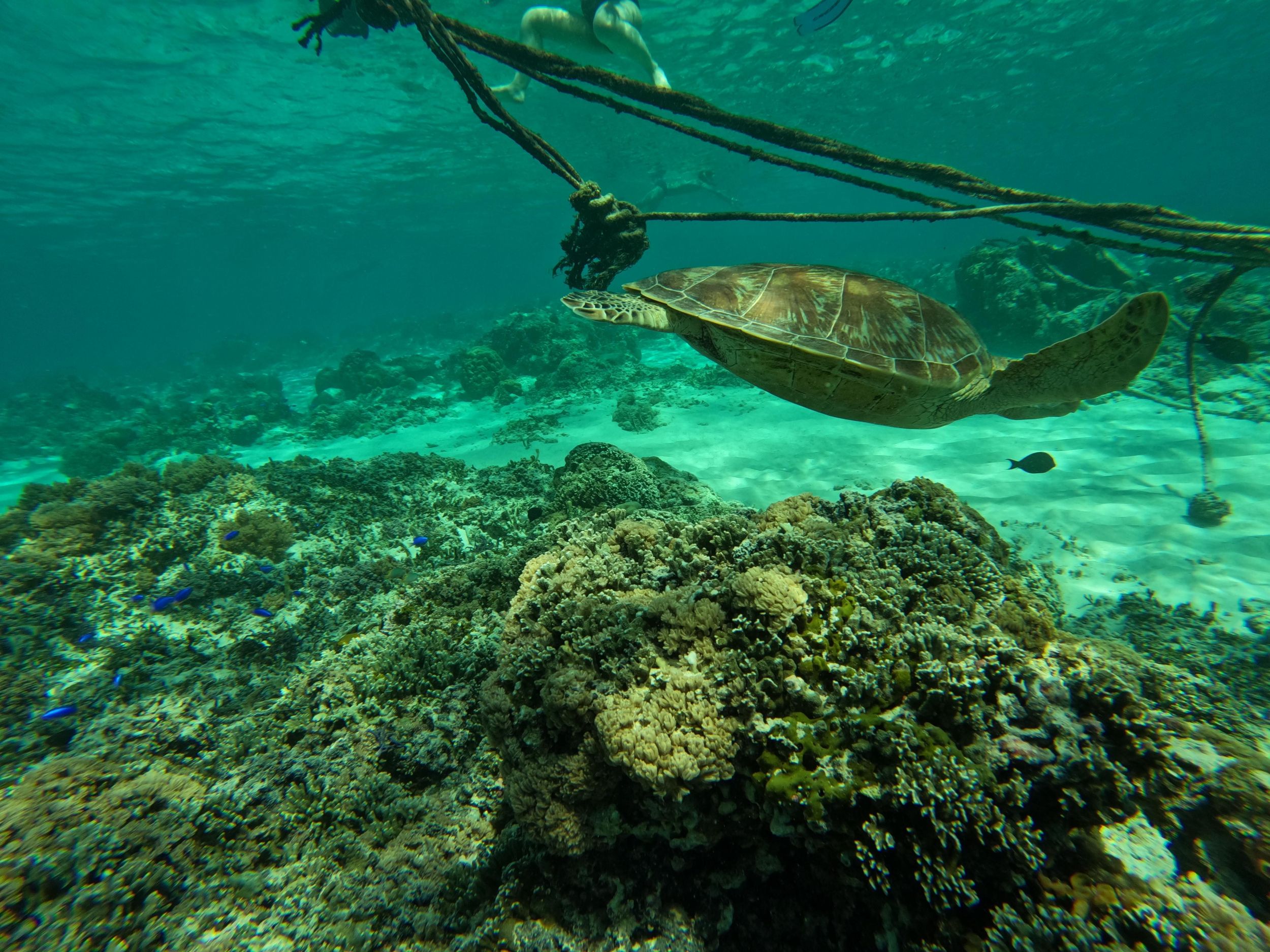 Gili Islands Schnorchel-Tagestour mit privatem Schnellboot