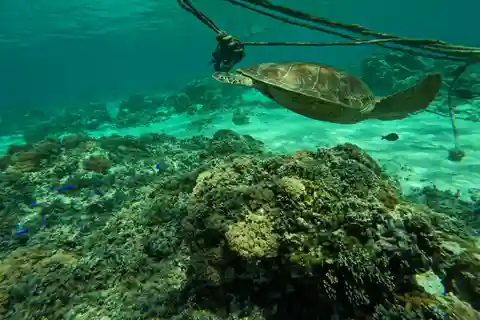 Escursione di un giorno alle Isole Gili per lo snorkeling con motoscafo privato