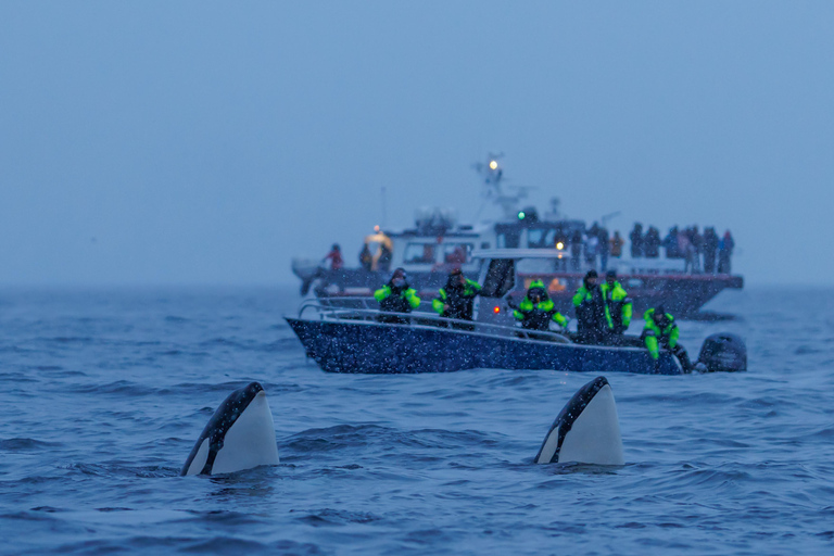 From Skjervøy: Whale Watching in a Heated Cabin Cruiser