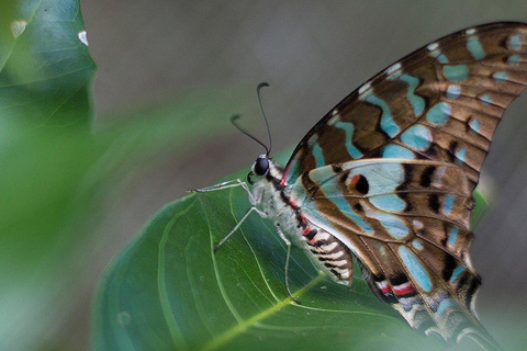 Zanzibar : la forêt de Jozani et la sérénité de la grotte SalamForêt de Jozani : Forêt de Jozani et sérénité à la grotte de Salam