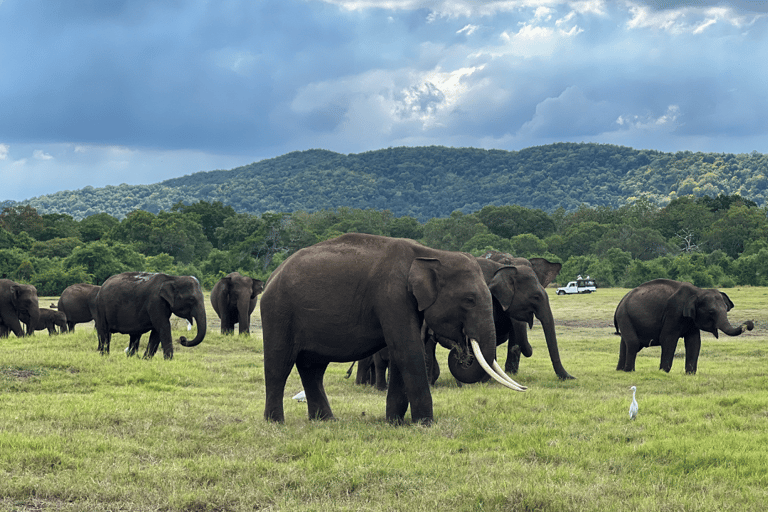 Tour delle rocce di Sigiriya e safari in jeep a Minneriya Sri Lanka