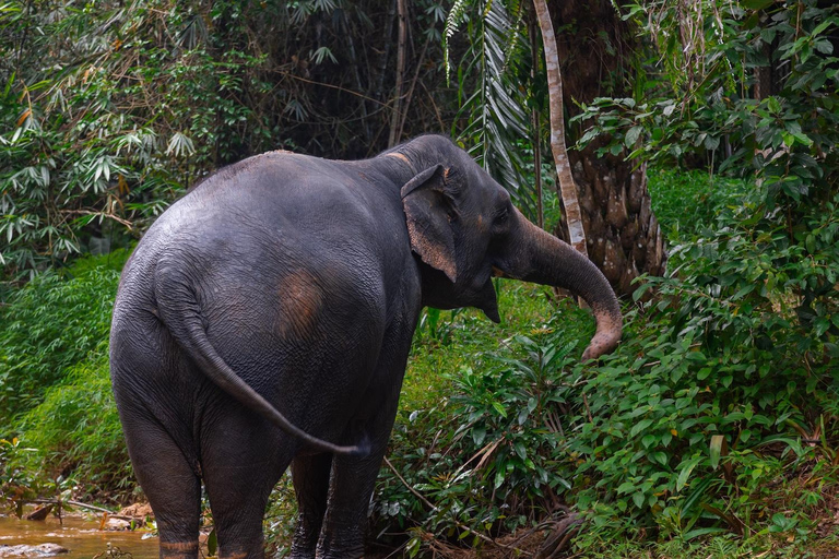 Von Phuket aus: Ethische Elefanten-Schutzgebietstour in Phang Nga