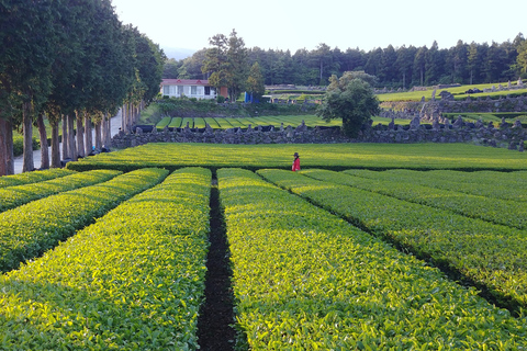 Jeju: el monte. Caminata por la naturaleza en grupo pequeño de Hallasan y almuerzo