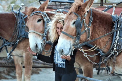 Palm Desert: Mule-Drawn Covered Wagon Adventure Tour-only