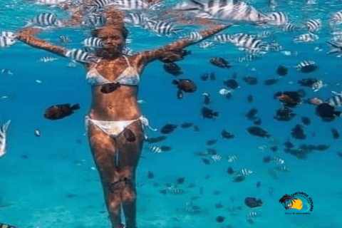 Zanzibar: Blå lagunen, sjöstjärnor och Jozani-skogenTransfer till hotell var som helst på Zanzibar