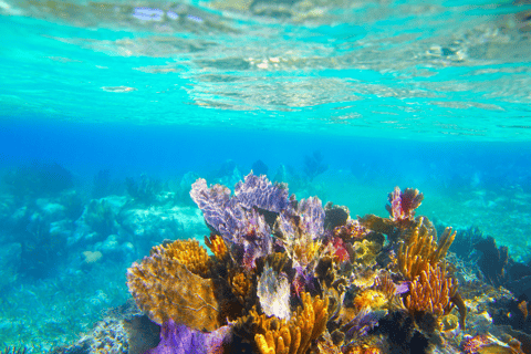 Rincon: Underwater Magic Snorkel Adventure