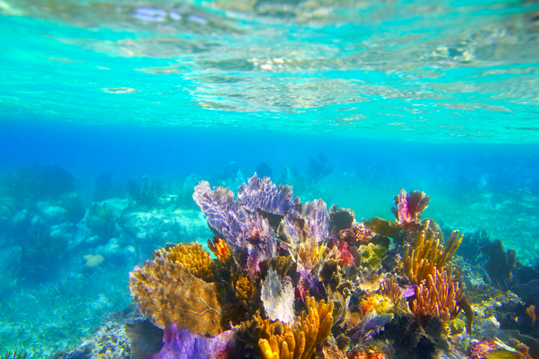 Rincon: Underwater Magic Snorkel Adventure
