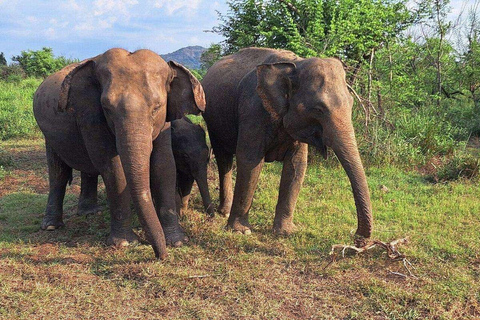 Elephant Corridor: Hurulu Eco Park Safari from Sigiriya