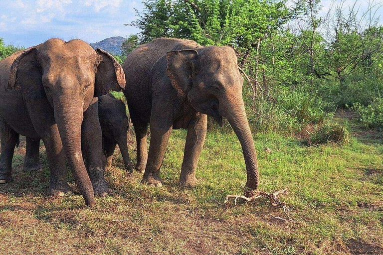 Elephant Corridor: Hurulu Eco Park Safari from Sigiriya