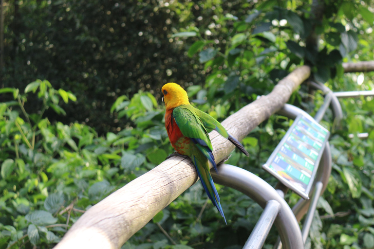 Private Premium Experience – Brazil Side of Iguazu Falls & Bird Park Premium Private Experience – Iguazu Falls Brazil & Bird Park