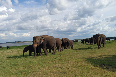 Z Sigiriya: półdniowe safari jeepem w Parku Narodowym Minneriya