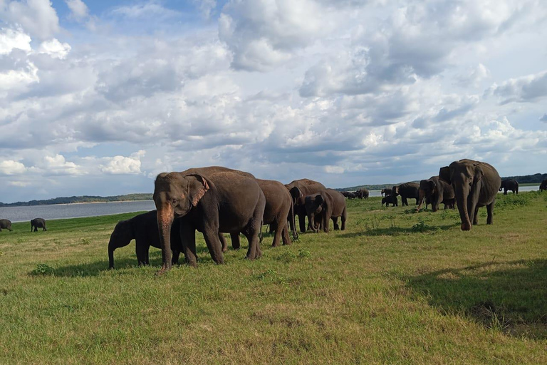 Desde Sigiriya: Safari de medio día en jeep por el Parque Nacional de Minneriya