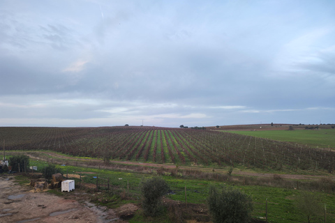 Évora: Prova de vinhos e visita cultural