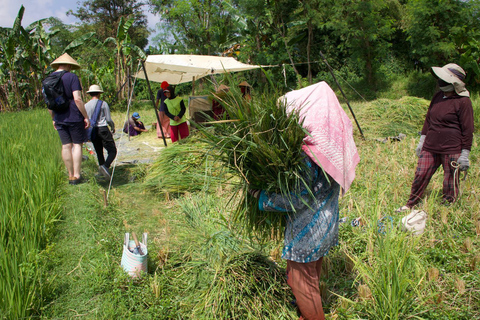 Yogyakarta : Classic Bike Tour with Lunch and Pickup