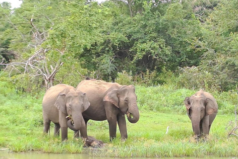 02 dagar - Besök Ella och Udawalawe Safari - Allt inklusive2 dagar - Besök Ella och Udawalawe Safari - Allt inklusive