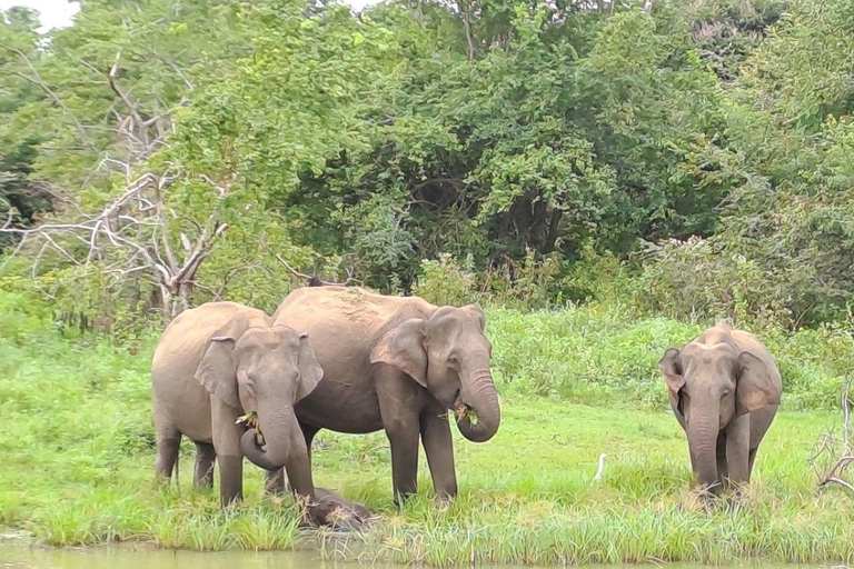 02 dagar - Besök Ella och Udawalawe Safari - Allt inklusive2 dagar - Besök Ella och Udawalawe Safari - Allt inklusive