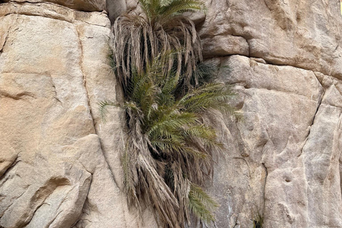 Hurghada: Mount Shaib El Banat Tour with Sandboarding Sand boarding and hiking & camel ride