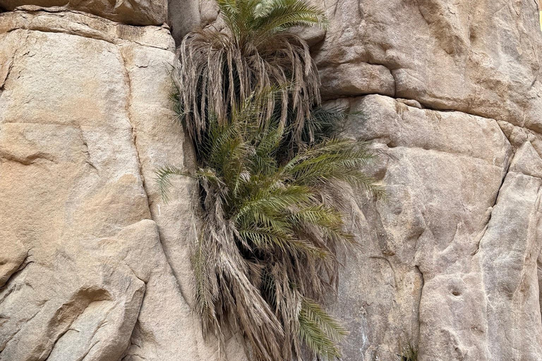 Hurghada: Mount Shaib El Banat Tour with Sandboarding Sand boarding and hiking & camel ride