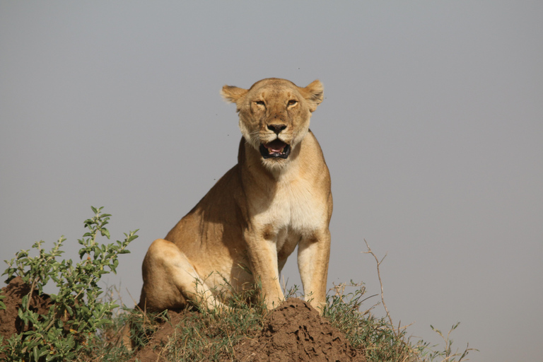 Cheap 2-night Serengeti Experience