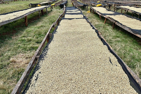 Excursion d&#039;une journée à la plantation de café Fairview depuis Nairobi