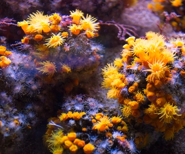 Sea Trek and Coral World Ocean Park General Admission
