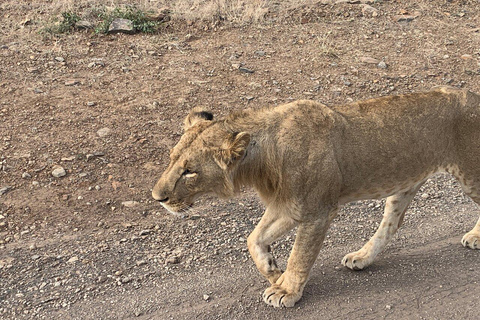 Nairobi National Park, Baby Elephant och Giraffe Center Tour