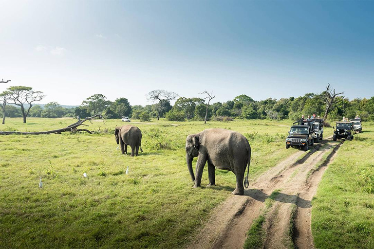 Safari al Parque Nacional de Minneriya Desde Habarana