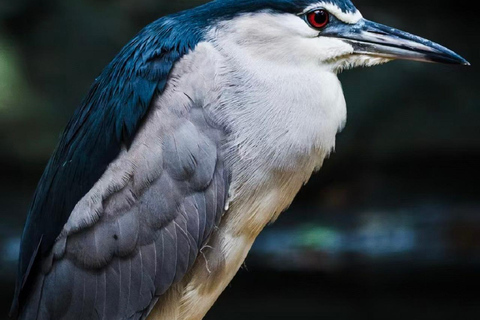 Guangzhou: Guangzhou Zoo Official Entry Ticket with Pandas Guangzhou Zoo Official Entry Ticket with Pandas