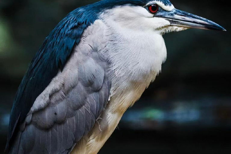 Guangzhou: Guangzhou Zoo Official Entry Ticket with Pandas Guangzhou Zoo Official Entry Ticket with Pandas