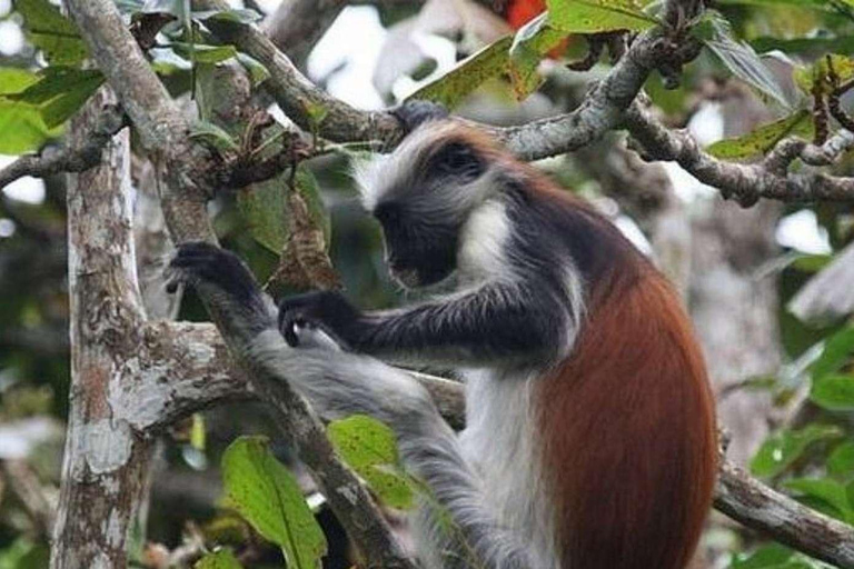 Forêt de Jozani à Zanzibar, grotte de Saalam, Stonetown et marché nocturneAvec prise en charge à l'hôtel, aucun droit d'entrée n'est inclus.