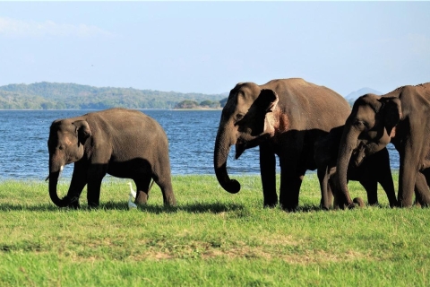 Von Negombo aus: Sigiriya / Dambulla & Minneriya National Park