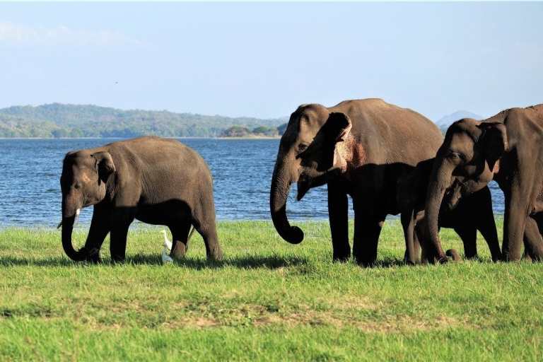Colombo: Sigiriya Rots / Dambulla & Minneriya Park Safari