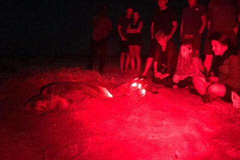 Sea turtle watching tour on Sal Island Sea turtle observation tour on Sal Island