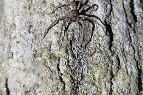 Langkawi : Visite guidée nocturne de la forêt tropicale avec un guide de la nature