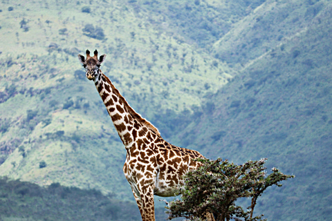 Nairobi: 4-Day Arusha Adventure &amp; Nature Escape