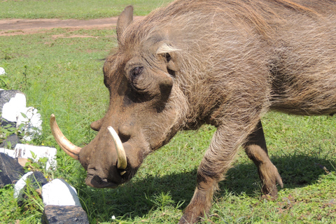 From Entebbe: 3-Day Lake Mburo Safari with Boat Cruise