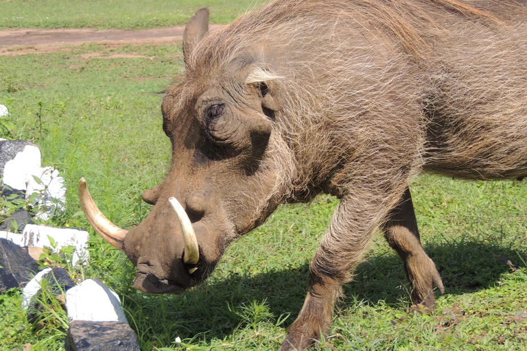 From Entebbe: 3-Day Lake Mburo Safari with Boat Cruise