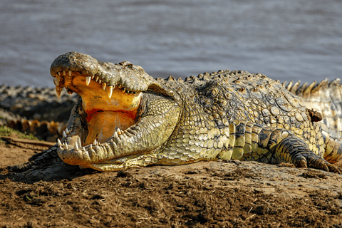 Von Sansibar: 3-tägige Selous-Safari, Bootstour &amp; Besuch bei den MaasaiAll-Inclusive: 3-Tages-Safari, Bootsfahrt und Busch-Wanderung