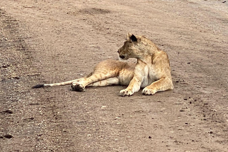 Um safári compartilhado de três dias para o Masai Mara saindo de Nairóbi.Um safári compartilhado de três dias para Masai Mara saindo de Nairobi.