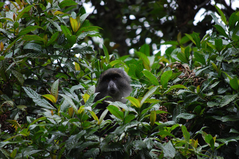 Mount Kilimanjaro een dagwandeling naar het basiskamp voor een kleine groep