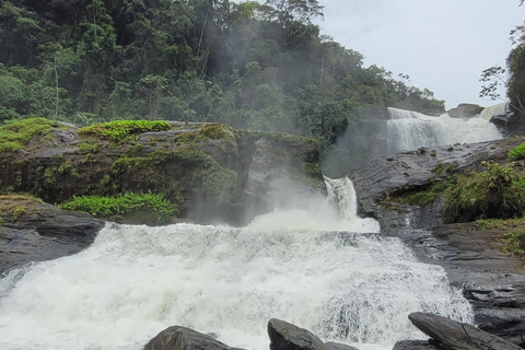 ATLANTIC FOREST TOUR WITH WATERFALLS - THE GOLD TRAIL