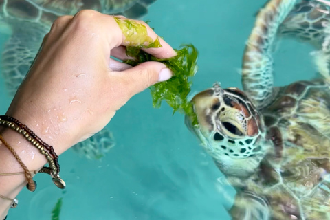 Jozani Forest Monkeys & Salaam Cave Turtles with Lunch